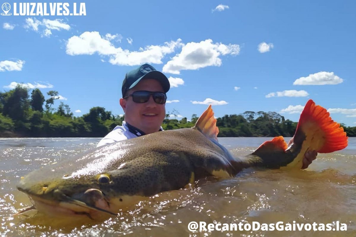 LuizAlvesLA's tweet photo. O @recantodasgaivotas.la esta com pacotes imperdíveis para a pescaria dos seus sonhos.

A Temporada de pesca 2022 promete!!!!
🐟🦈🎣🚤🏖☀🍻
Entre em contato 62 999375826 ou 62 999188940 e marque agora sua próxima pescaria. https://t.co/M4lNC9h4l4