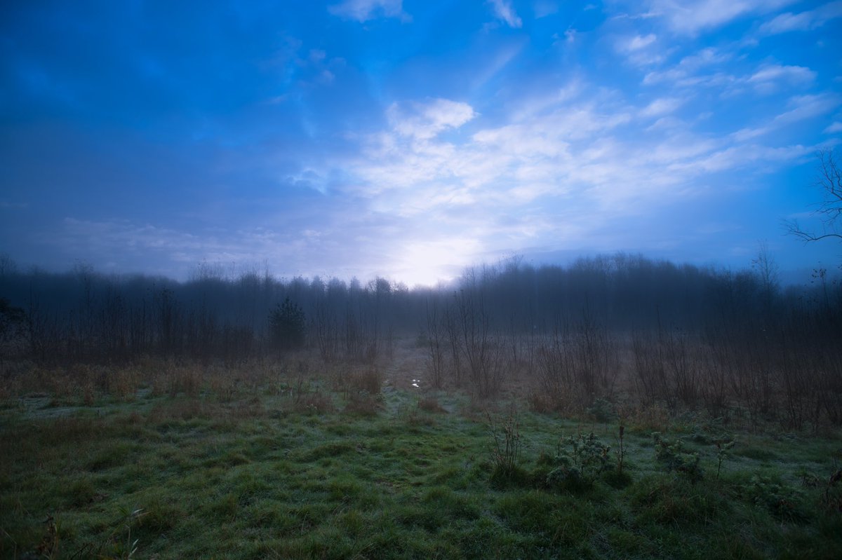 UWBothell's tweet image. The campus wetland at dawn. #uwbothell