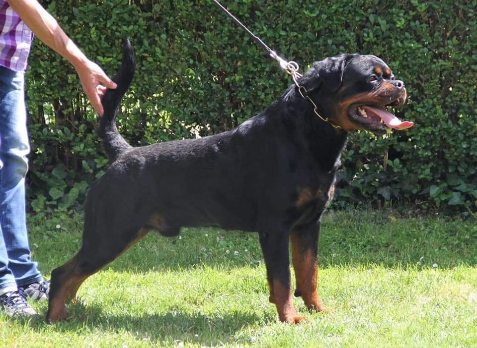 King Rottweilers tweet media