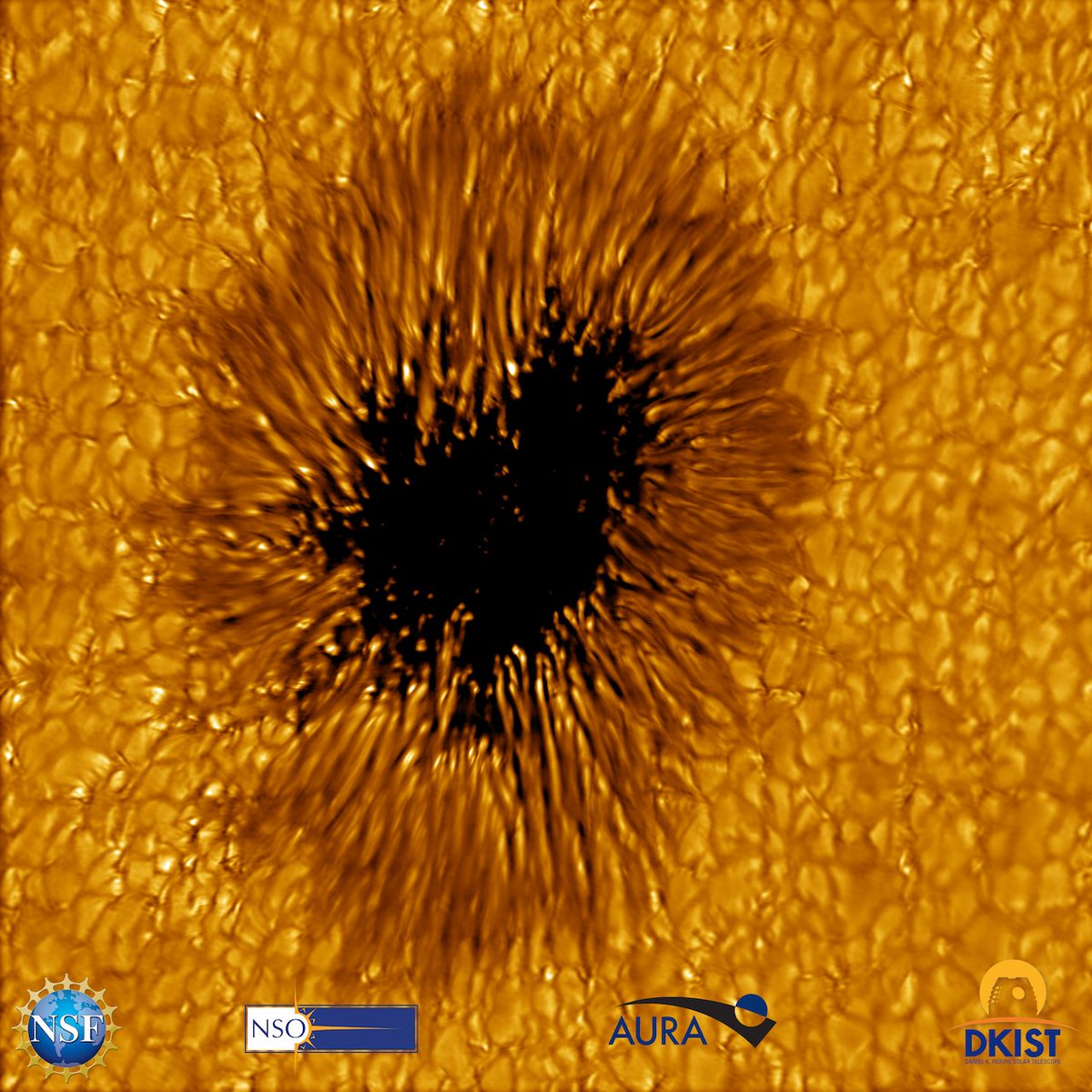 NatSolarObs's tweet photo. Thanks to powerful technology and sophisticated processing @NSF’s Inouye Solar Telescope has given the world a striking new sunspot image. With details as small as 20km across, the Inouye had its eyes on the #Sun as @NASASun PSP approached the corona #NSFFunded #ParkerPerihelion https://t.co/AVI04zu5WK