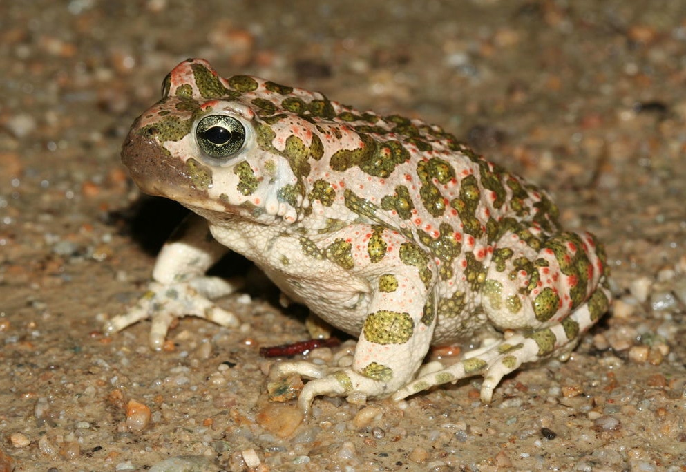 savethefrogs's tweet photo. A Brief Guide To The Frogs Of The Catalan Countries, Spain:
https://t.co/zNeQpFrLo6
#spain #anfibios #amphibians #savethefrogs https://t.co/H2pI5kzfSs