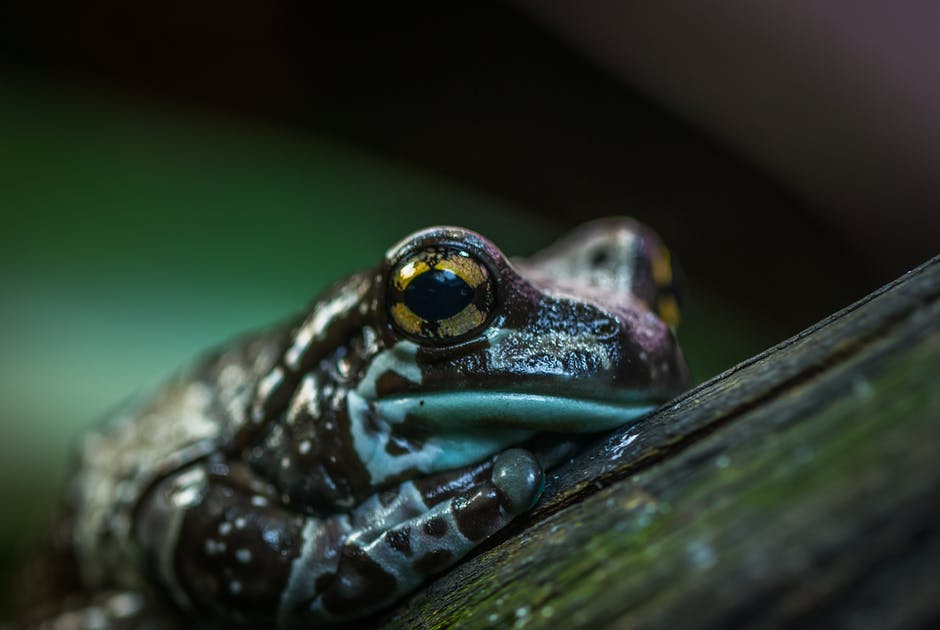 WN_Society's tweet photo. Did you know there are over 5,000 species of frogs? Frogs are found on every continent except Antarctica.
#Frogs #Nature #WildNeighbours https://t.co/ShCXnA65Ro