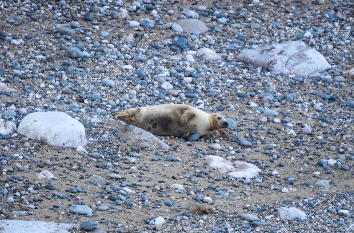 The Collective Wolf 🇬🇧 tweet media