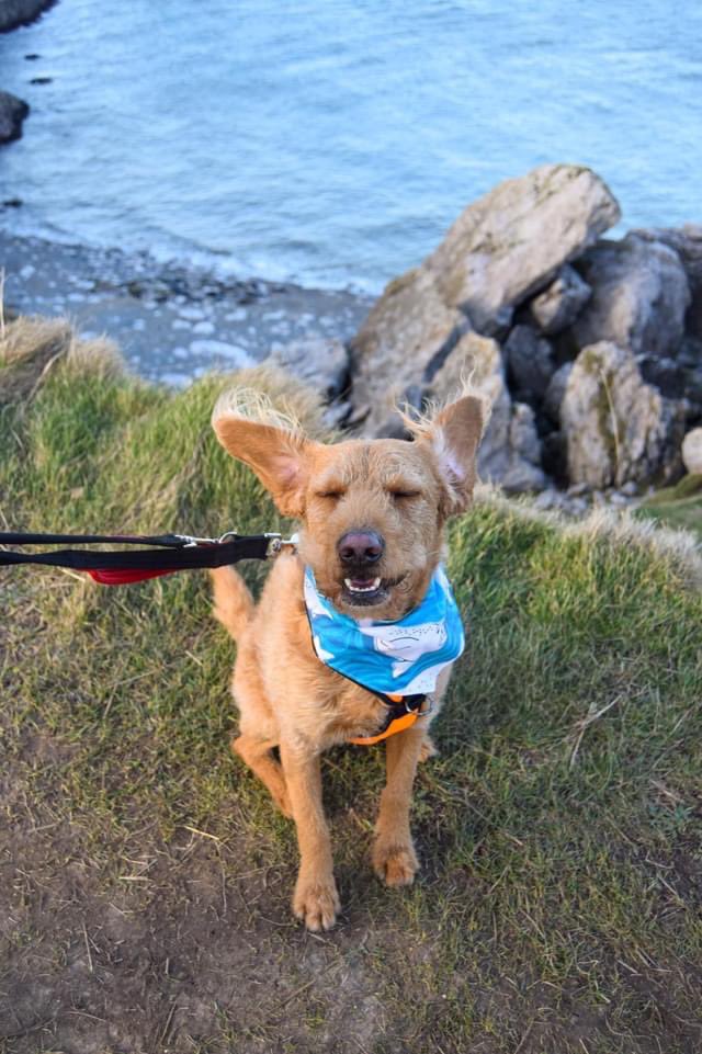 The Collective Wolf 🇬🇧 tweet media