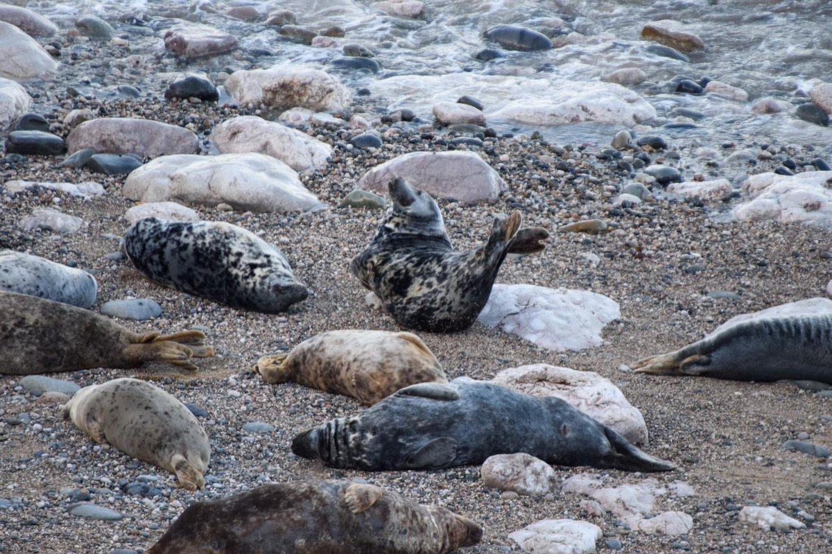 𝙱𝚞𝚍𝚍𝚢 𝚊𝚗𝚍 𝚝𝚑𝚎 𝚜𝚎𝚊𝚕𝚜 🦭🌊

If you come across seals on your adventures never disturb them, watch them from afar like our gorgeous rep Buddy did ✌🏼🤍

📸: Atlanta the Seal bandana 

#seadogs #seals #marinelife #dogaccessories #twitterdogcommunity