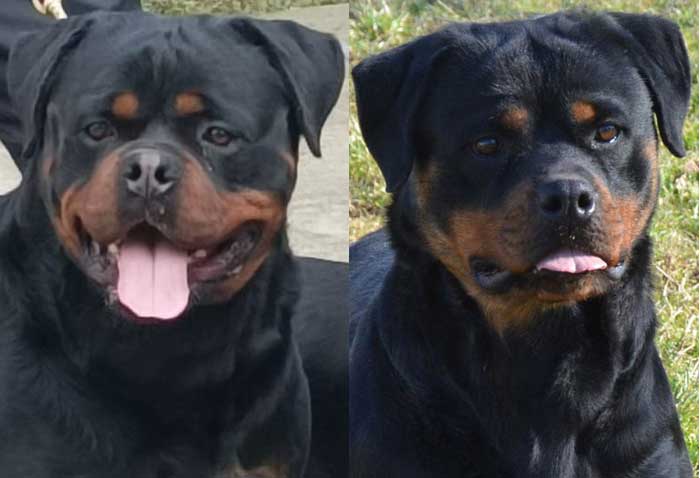 KingRottweilers's tweet photo. Drogo &amp; Cala - https://t.co/xfNcncCqs2 https://t.co/KDG46bwUo4