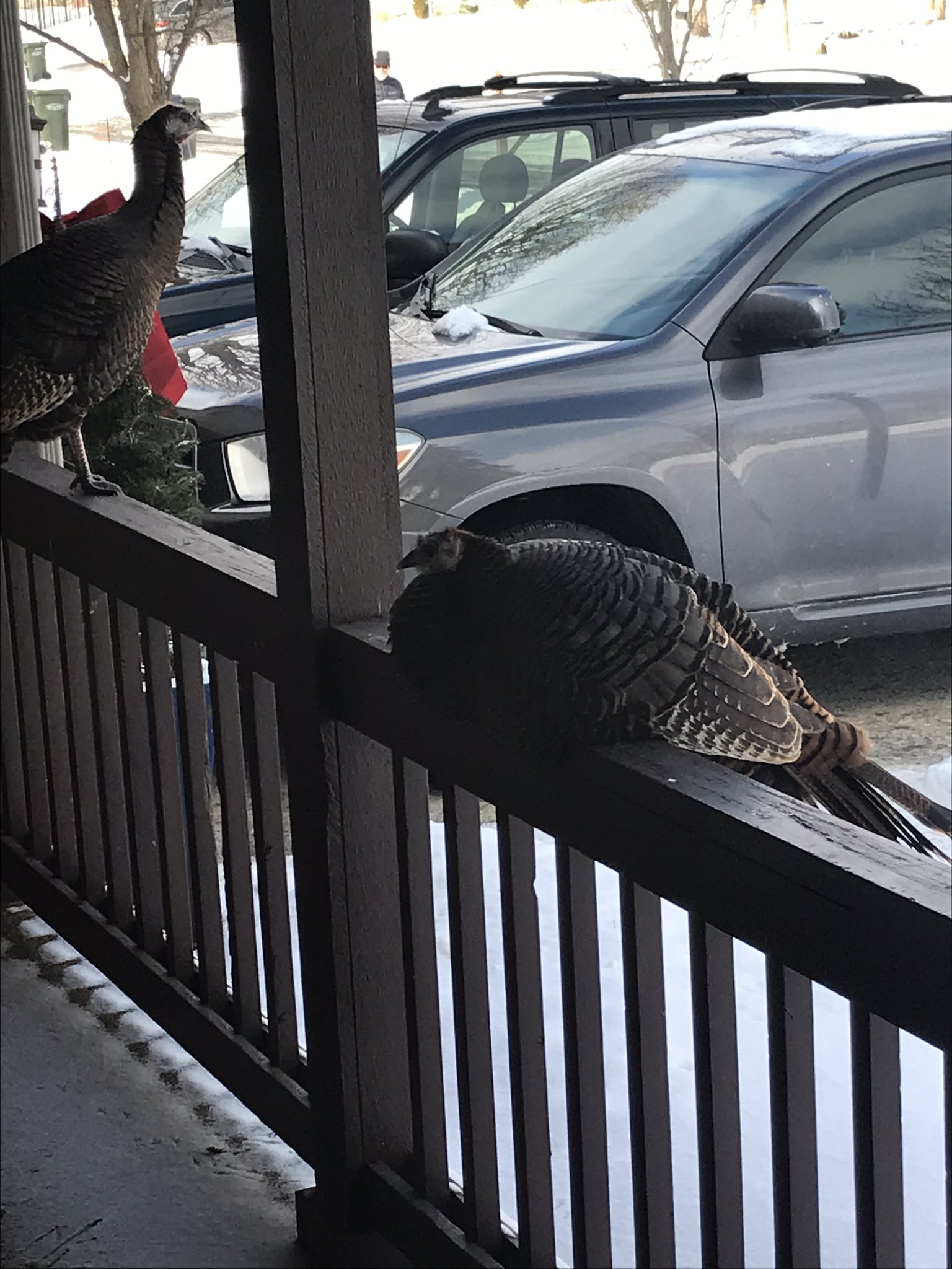 City of Hilliard, OH on Twitter "Hilliard...the home of wild turkeys