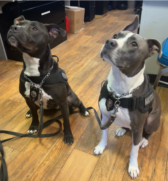 PitBullRescueCentral tweet media