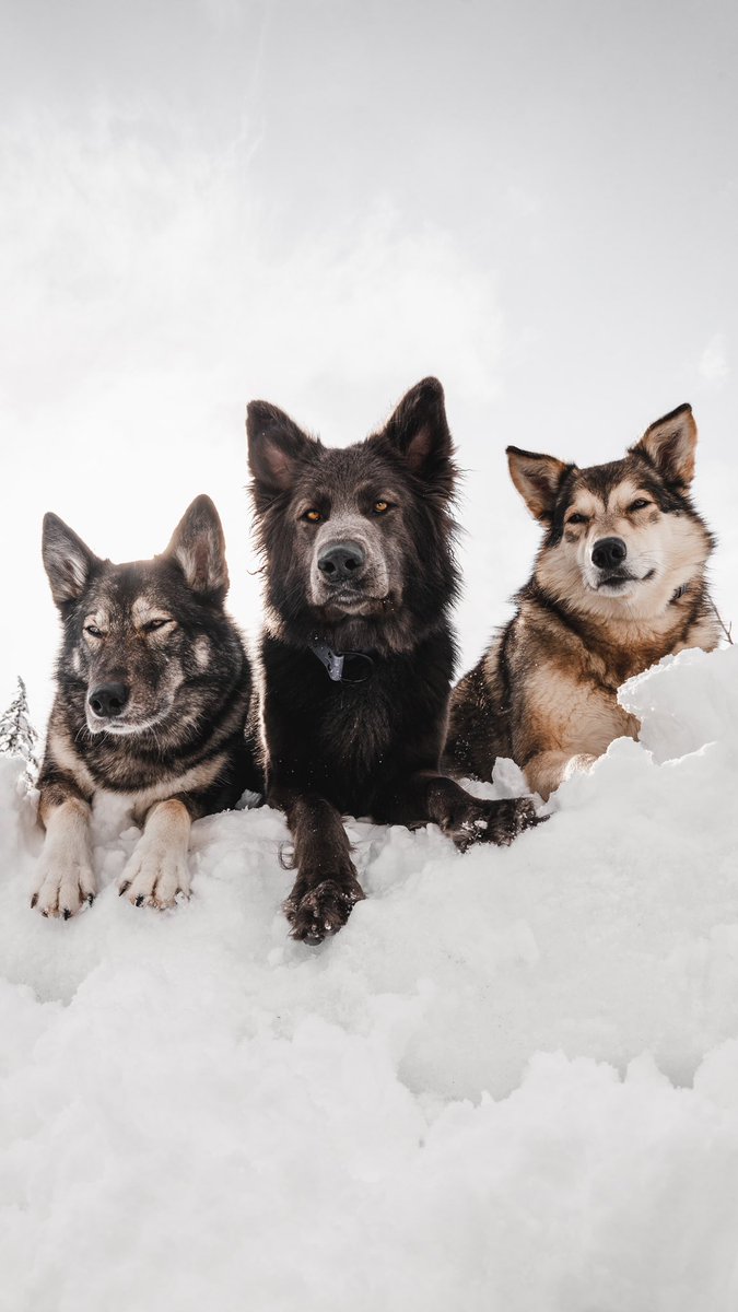 They’re called The Plastics 💅🏻 they’re teen royalty #dogsoftwitter