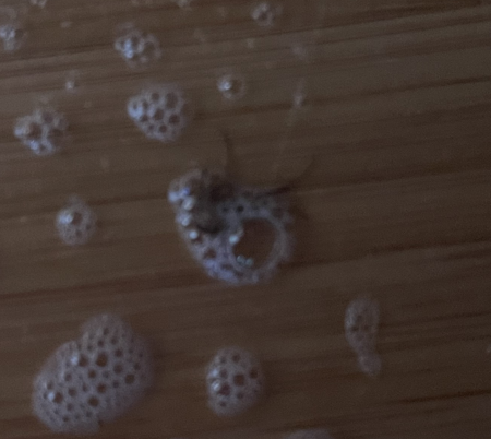 MPX_Trader's tweet photo. ha! Gotcha! Sprayed him with Windex! ✌️
#MosquitoSlayer https://t.co/aT2n46PFDB