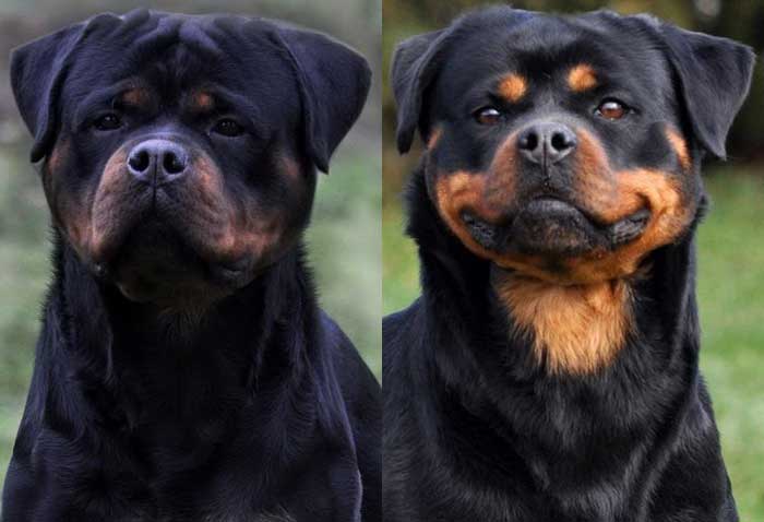 King Rottweilers tweet media