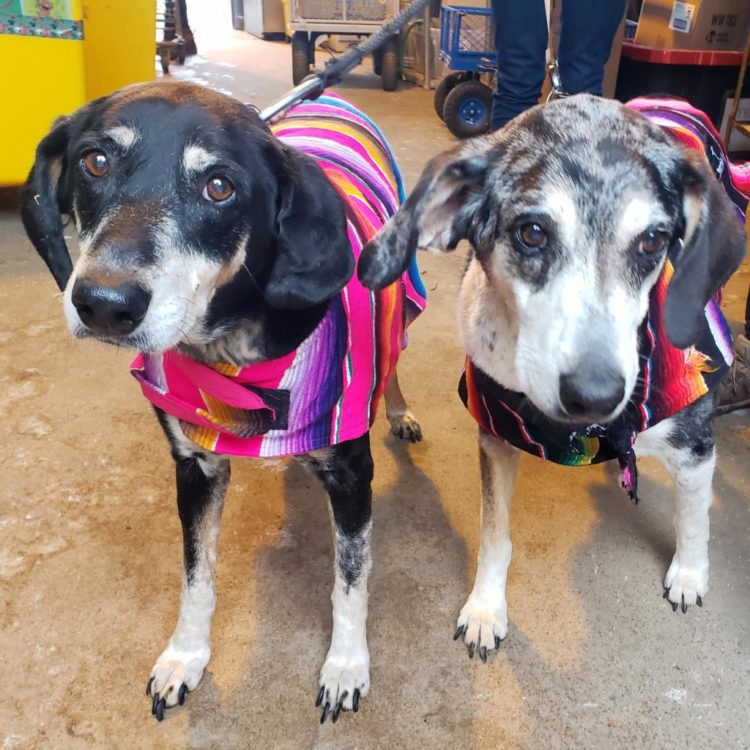 Did someone say... dynamic duo? Meet Cass &amp; Elizabeth!  bit.ly/35AZX9w