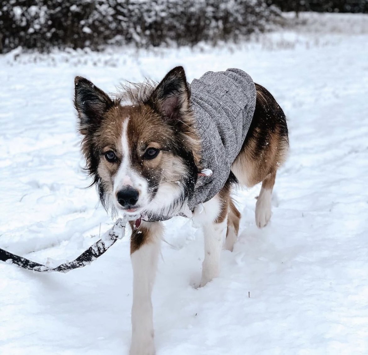 Hi… my names Cali 🤎 This is my first ever tweet… nice to meet you 🤍

#dogsoftwitter 
#bordercollie