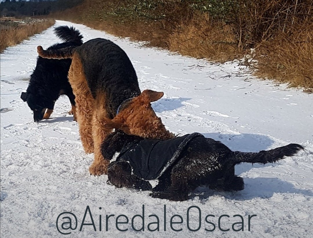 28th February 2018 aged 10
Oscar loved his young #Cocker friend 💞
#Airedale #AiredaleTerrier #InRemembrance #DogsOfTwitter #DogsPlaying