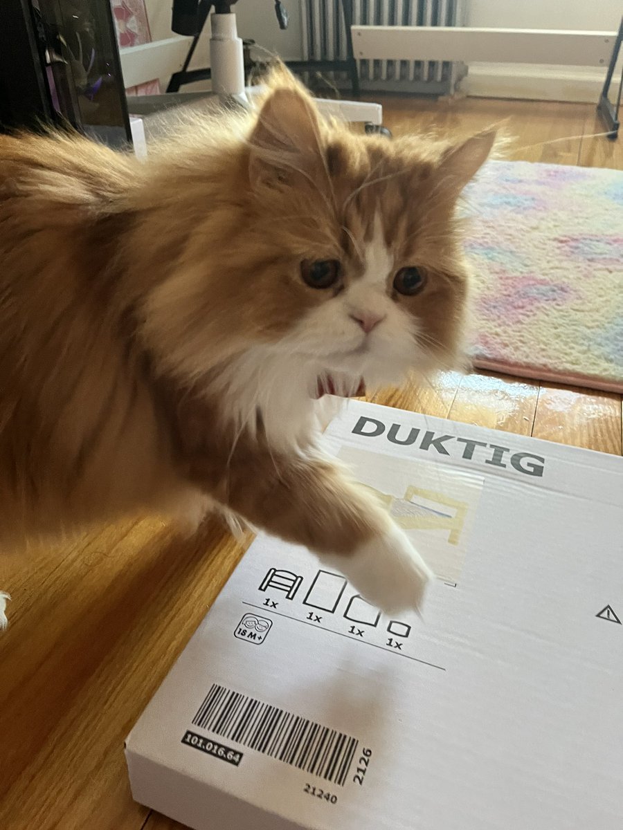 ‎⋆˙⟡♡✧ 𝒞𝒽𝓇𝒾𝓈𝓉𝒾𝓃𝒶 ‎⋆˙⟡♡✧ tweet media