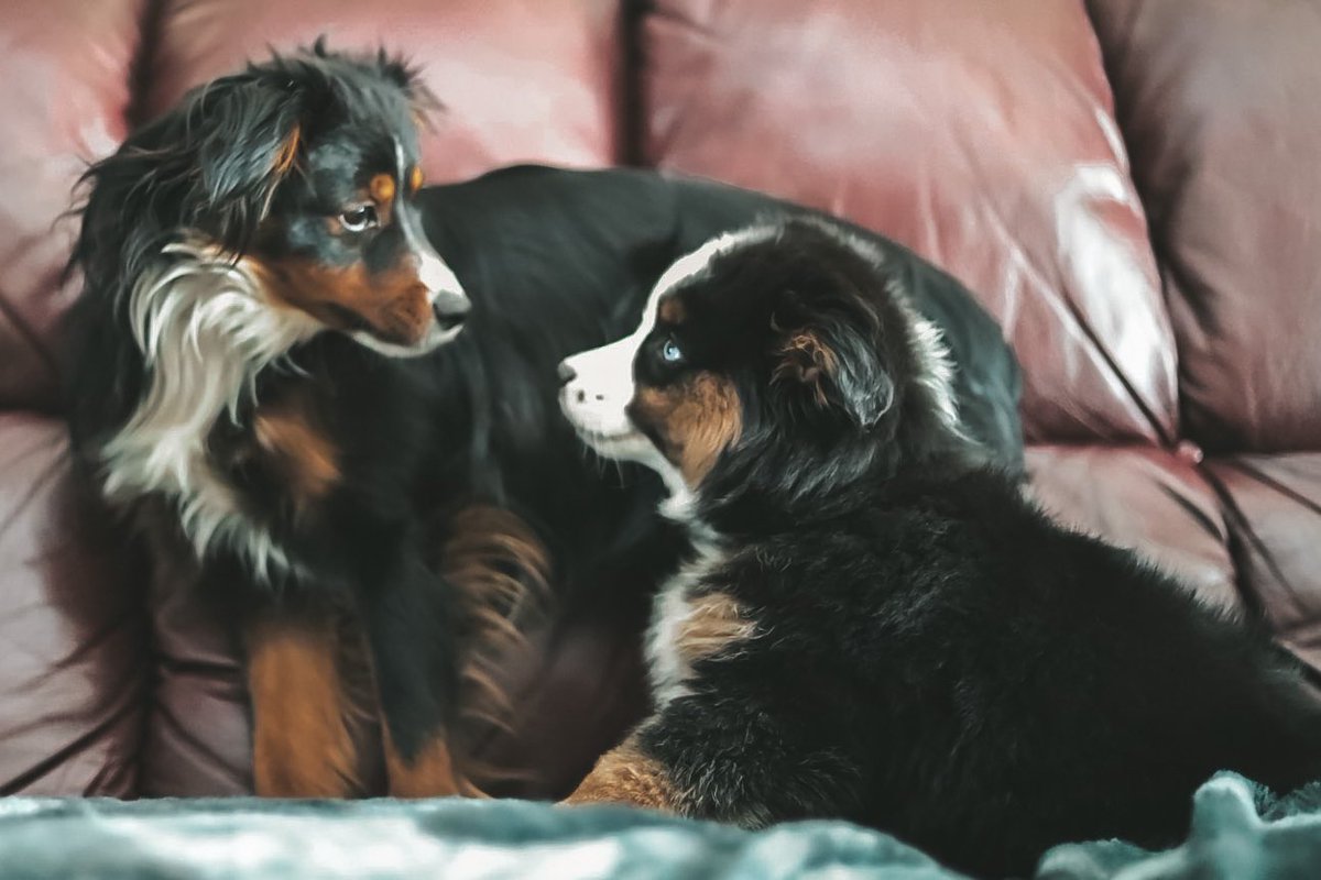 miniaussiebros's tweet photo. The chaos in this house when the puppy isnโt asleep ๐
#twitterdogcommunity
#dogtwittercommunity
#reallifewithdogs
#pupper https://t.co/hE0TSiwzQ3