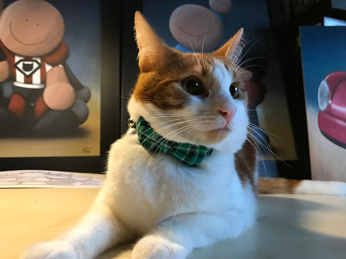 BuckleyArtist's tweet photo. Say hello to the studio cat Oakley, who came to us via the @RSPCA_official last year 

#cat #rspca #richardbuckley #richardbuckleyartist https://t.co/uEY42olq9R
