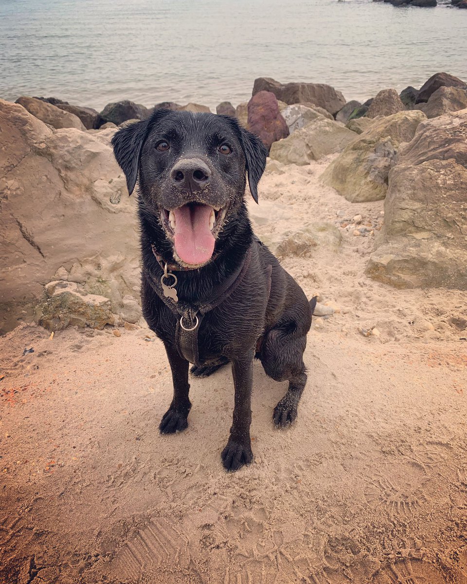 bowow_jack's tweet photo. @fesshole Hello. My name is Jack and I would be proud to sit on your wall. This was after I accidentally cannonballed into the sea chasing a ball. https://t.co/yVjtYmhFW5