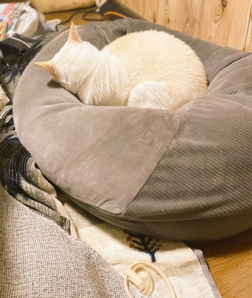 sabu25915553's tweet photo. 上手に丸くできました⭕
美味しい和菓子いかがですか〜🍡

#愛犬
#ミックス犬 #チワシー 
#犬のいる幸せ #猫の居る暮らし 
#癒やし https://t.co/O77VEcj21q
