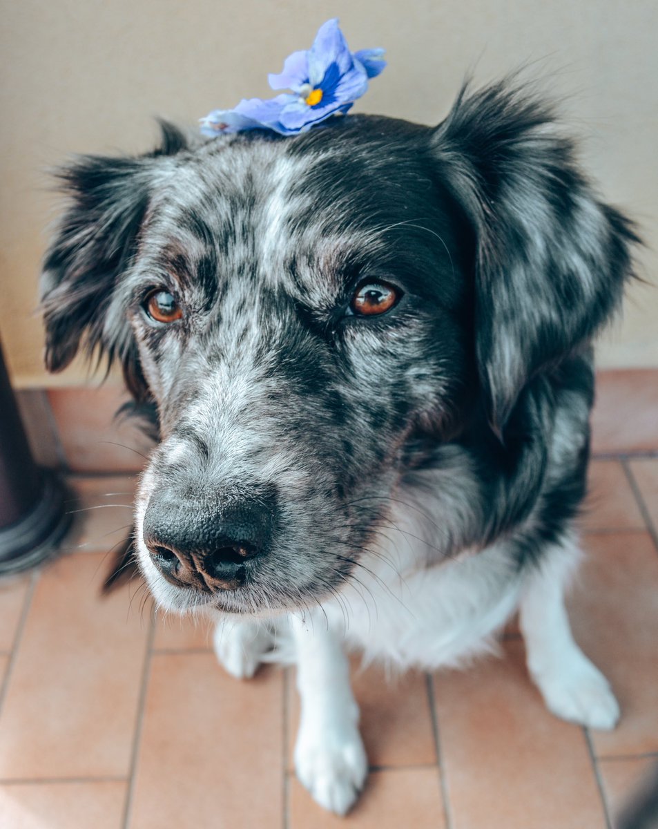 Cali_thesuperaussie tweet media