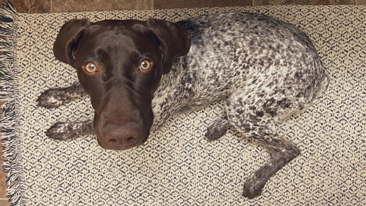 Monday you say?! … I’ll just be hiding here until the weekend comes back. 
.
.
#MondayMood #camouflage #hiddendog #dogsoftwitter #twitterdogcommunity