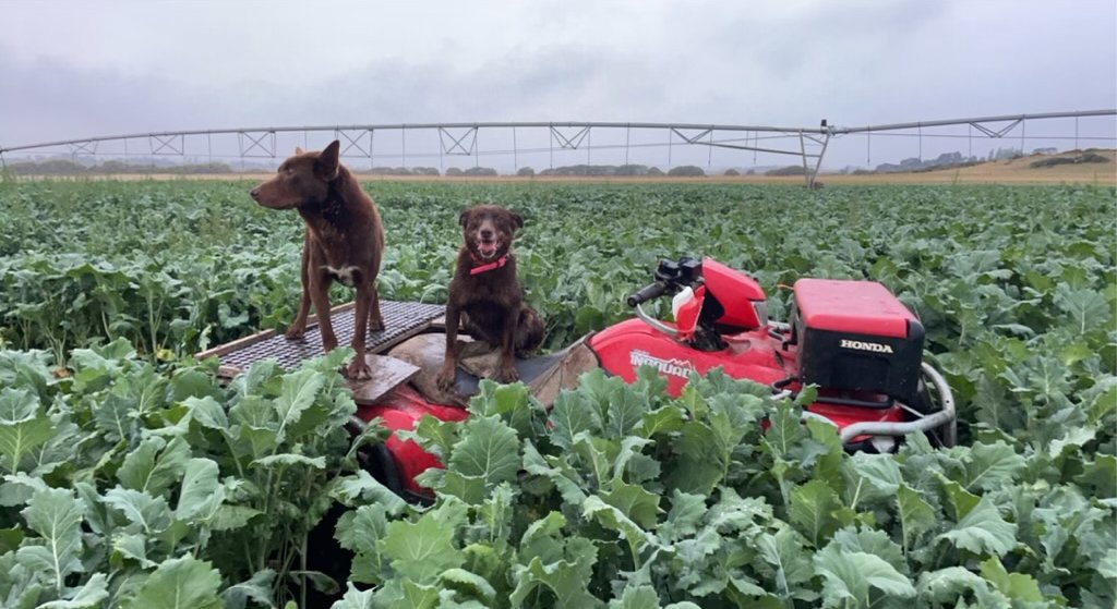 UMSeeds's tweet photo. “Tucker for days,” says Tassie-based farmer Jono Goss who sowed his UMS #GrowMax Forage Brassica last December. GrowMax is a rapid-establishing #brassica that is ready for first grazing in 60-90 days & is the perfect choice for farmers looking to improve their profitability. https://t.co/GQMsSmZt1X