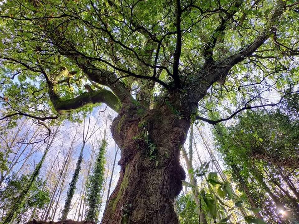 AXUDAS A FACER HISTORIA?

Queda hora e media para que remate o concurso 'Árbore Europea do ano 2022'. O Carballo do Banquete de Conxo compite por ser a árbore Europea do ano 

👉Tes que votar ao Carballo nesta ligazón:  treeoftheyear.org/vote

Continúa lendo👇👇