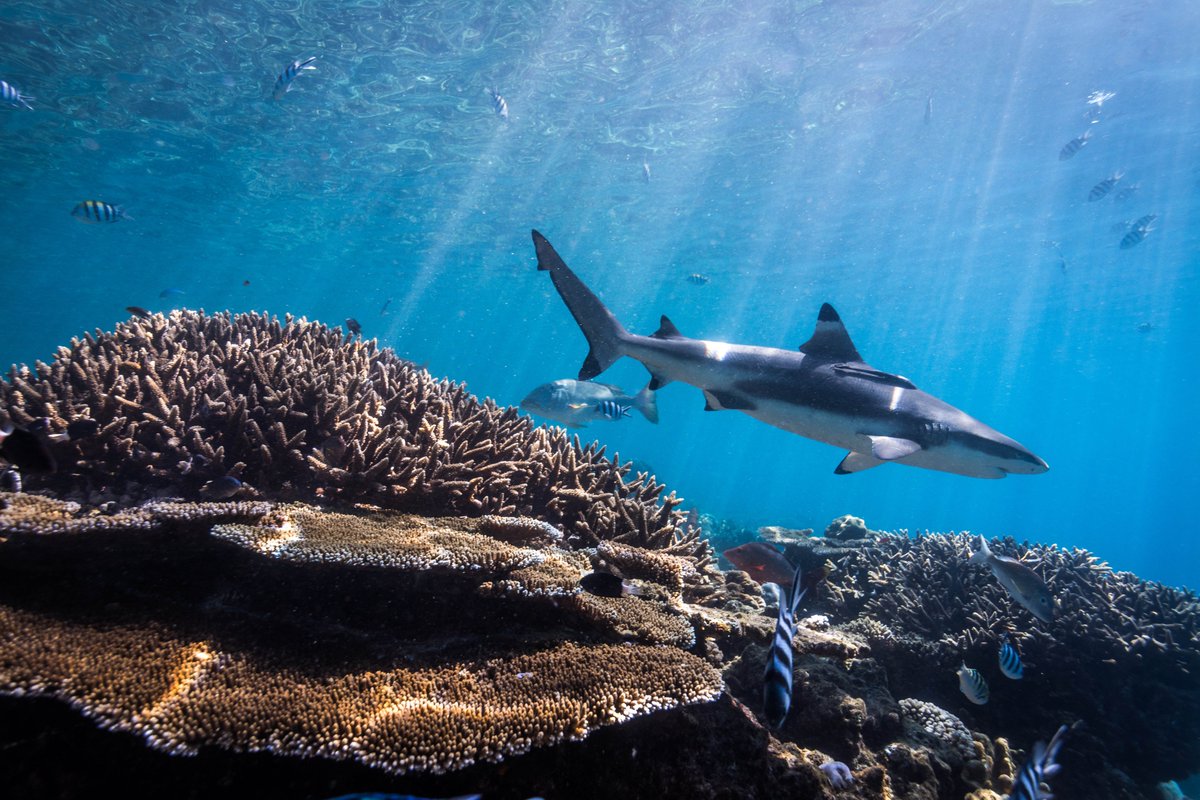 Stanford Center for Ocean Solutions tweet media
