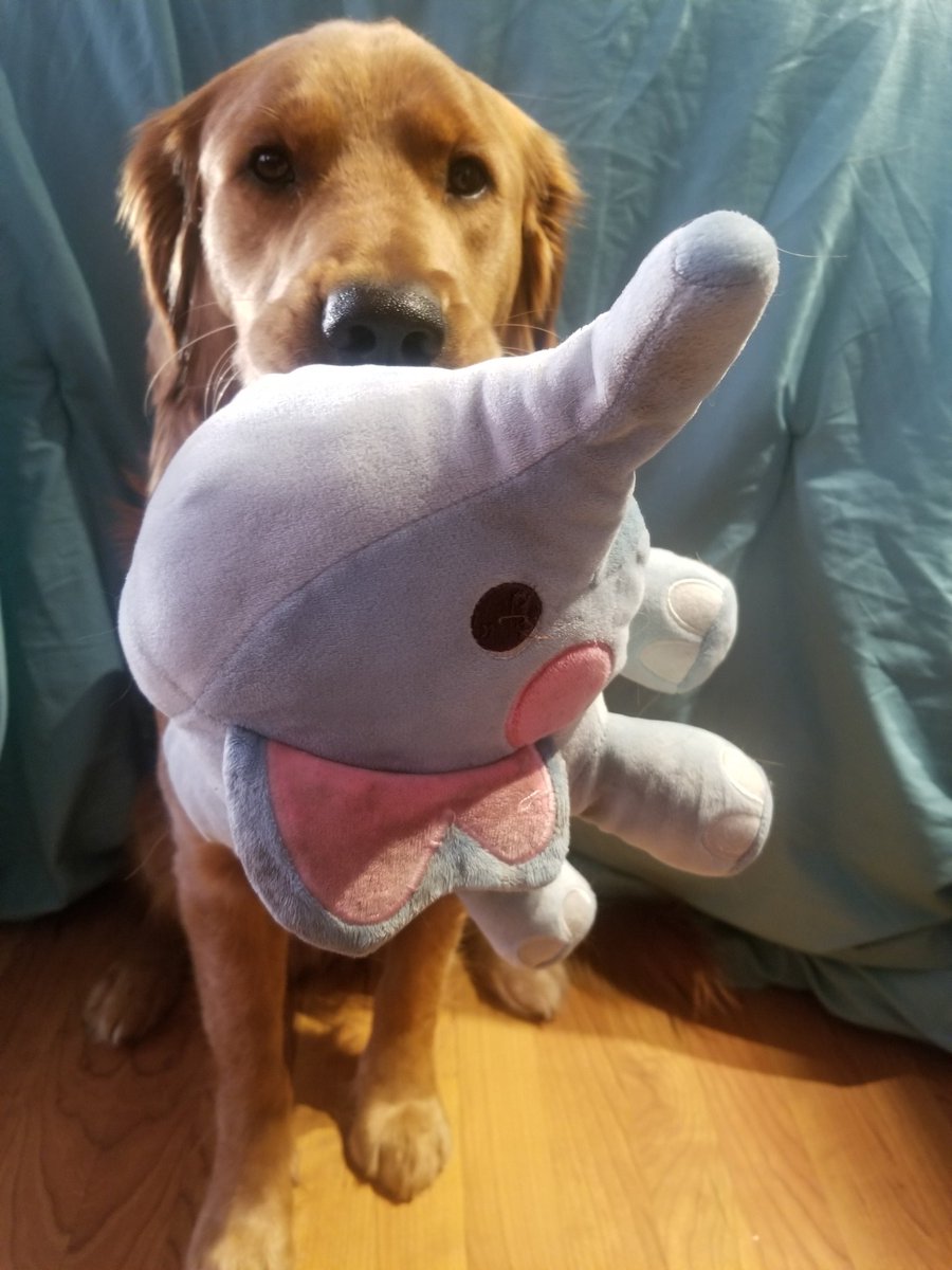 Does anyone wanna talk about the elephant in the room? #dogsoftwitter #goldenretriever #taterstails