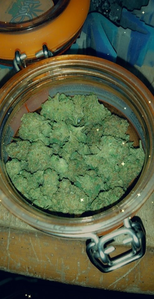 LadyBlockade's tweet photo. Enjoying some Wedding Cake and relaxing with scary stories on YouTube. The vibe today is pretty mellow.
#cannabisflowers #CannabisLegal #stonergoth #stonercouple https://t.co/dL5h00bwax
