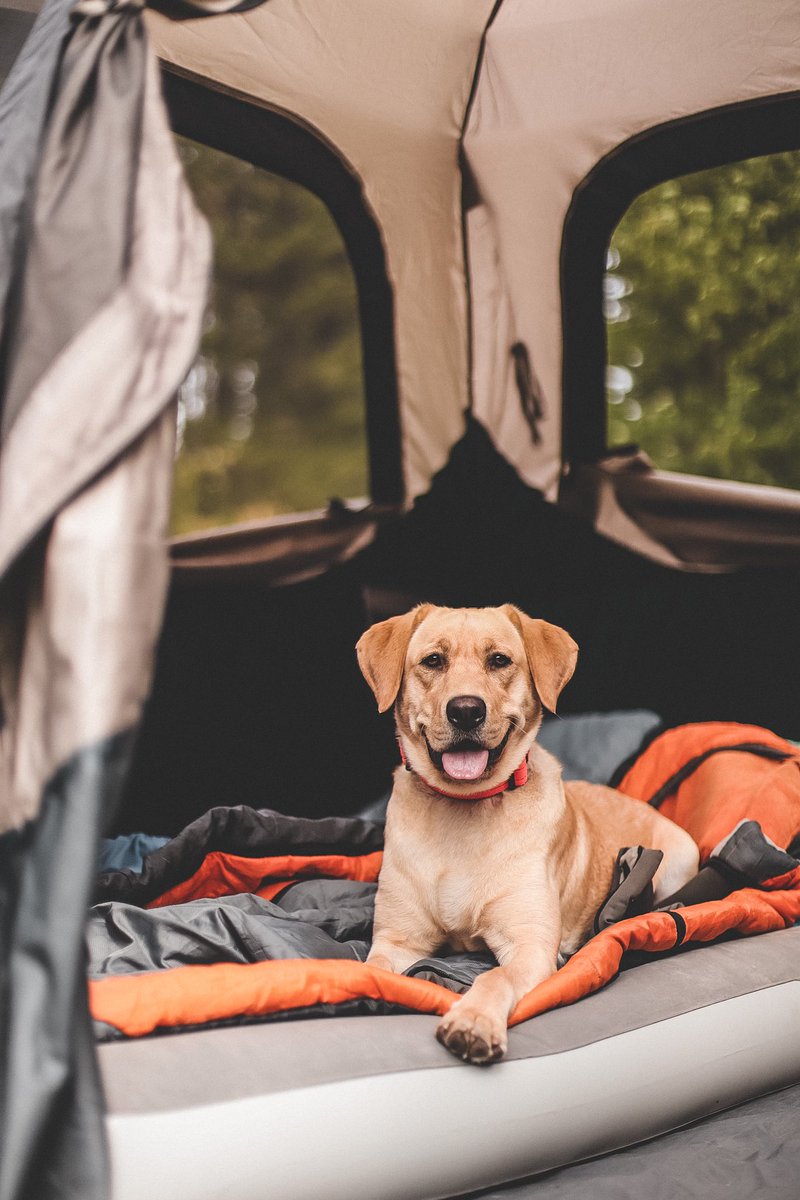 Katie + Pepper & Benny ๐ธ tweet media