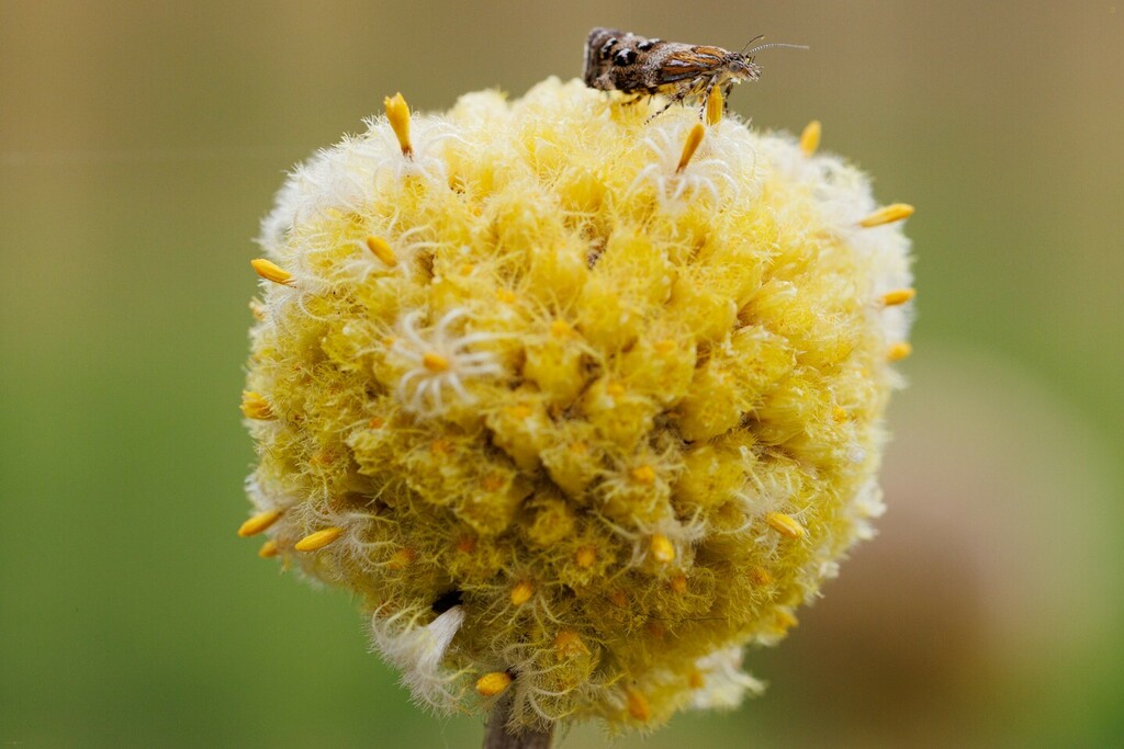 dawnstarcamera's tweet photo. Teensy tiny moth that was feeding off the Billy Buttons flowers. Possibly one of the hardest things I’ve ever tried to focus on before, it took a lot of patience and what felt like several hundred shots (just a few dozen in reality) before getting an acc… https://t.co/kWmLXK1IQ2 https://t.co/Ujap71OLrr