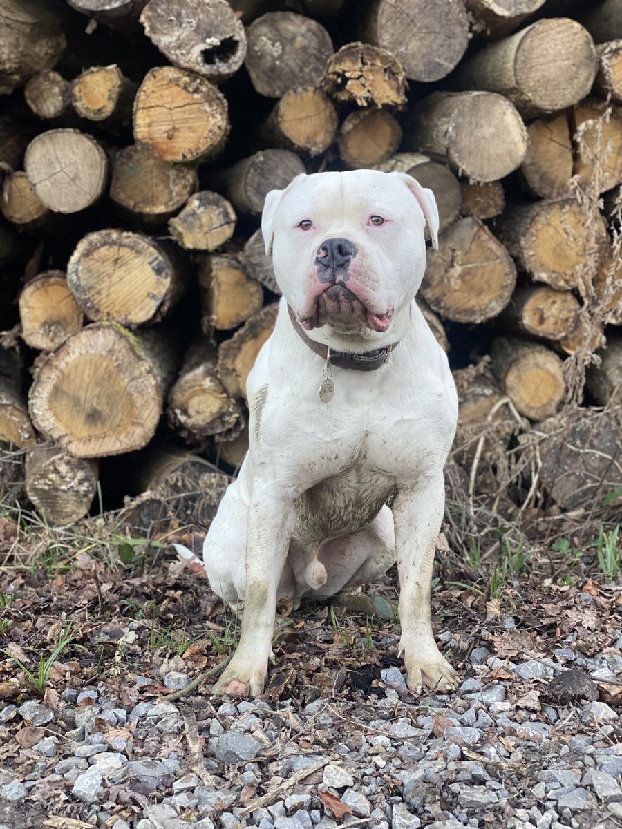 bestboy_buster's tweet photo. Hi! I’m new here &amp; learning the ropes! I’m Buster, an American Bulldog who just turned 2! I was rescued at 10 weeks old and now spend my time on long walks, snoring &amp; eating. Please follow to see what I get up to🥰

#dogs #dogsofinstagram #twitterdogcommunity #dogsoftwitter https://t.co/Yxbw4hnaXW