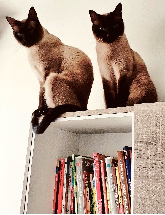 Cats and books #relaxation #cats #gatos #gatti #chats #siamesecats