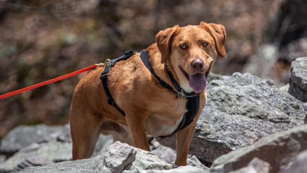 Manheim Township Public Library tweet media