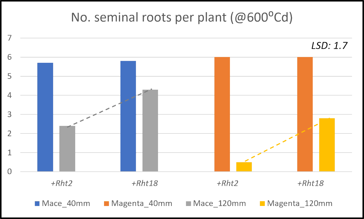 Grower query 'What happens to root growth when deep-sowing?' Wheat seedling emphasis on shoot growth to ensure emergence but reduction in root number and biomass. Long coleoptiles (+Rht18) performing better in Mace/Magenta backgrounds #FutureCrops <a href="/McbeathTherese/">Therese Mcbeath</a> <a href="/BonnieFlohr/">Bonnie Flohr</a>