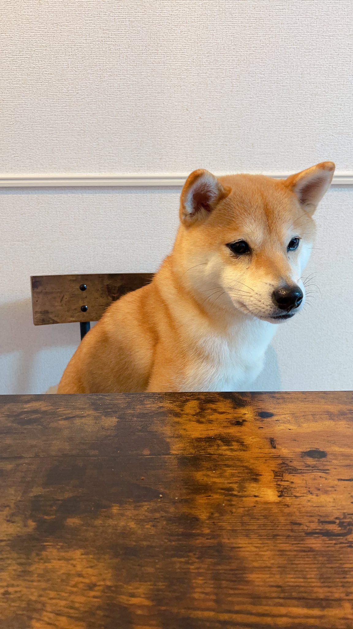 まめ ダイニングテーブルに座る柴犬 これお気に入りです 柴犬 豆柴 柴犬のいる暮らし T Co K8vdev2zry Twitter まめ ダイニングテーブルに座る柴犬 これお気に入りです 柴犬 豆柴 柴犬のいる暮らし T Co K8vdev2zry Twitter