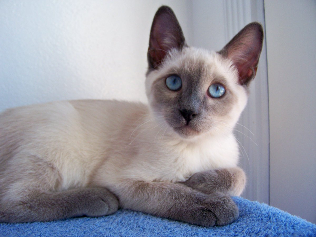 Серая сиамская кошка. Сиамская кошка Блю-Пойнт. Тайский кот Блю Пойнт. Тайская кошка Блю поинт. Блю поинт сиамские кошки.