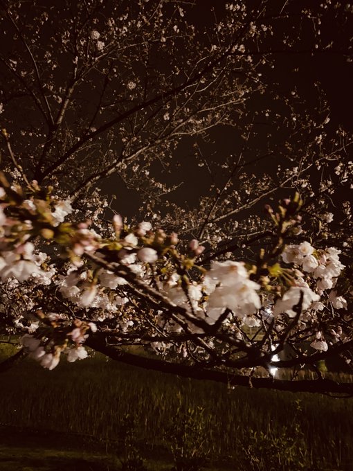 夜桜 高画質 のtwitterイラスト検索結果 古い順