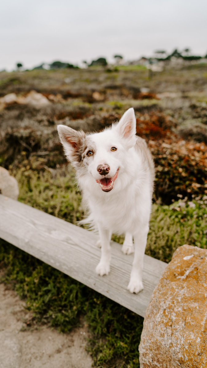 Willow and Emma tweet media