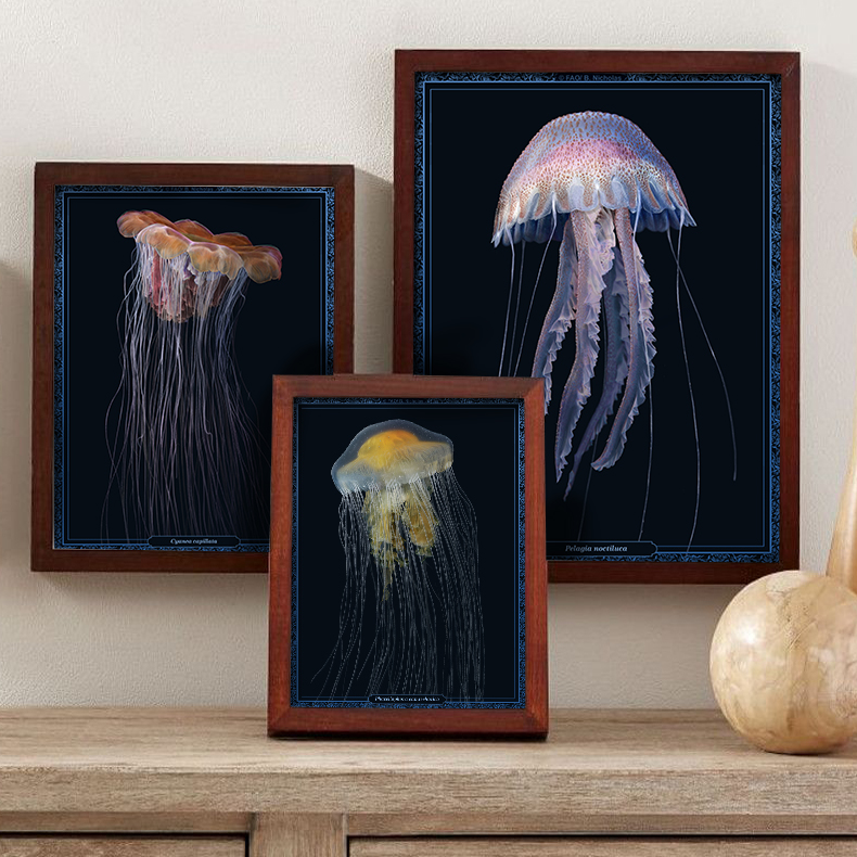 NickBezioArt's tweet photo. Im excited to announce that several of the jellyfish drawings I've been working on for the past year are now available as prints in my online shop!!! If you are free I would love everyone to go check them out!!
https://t.co/5g5FQu3LNb

#sciart #art #jellyfish https://t.co/JJZmTPLHap