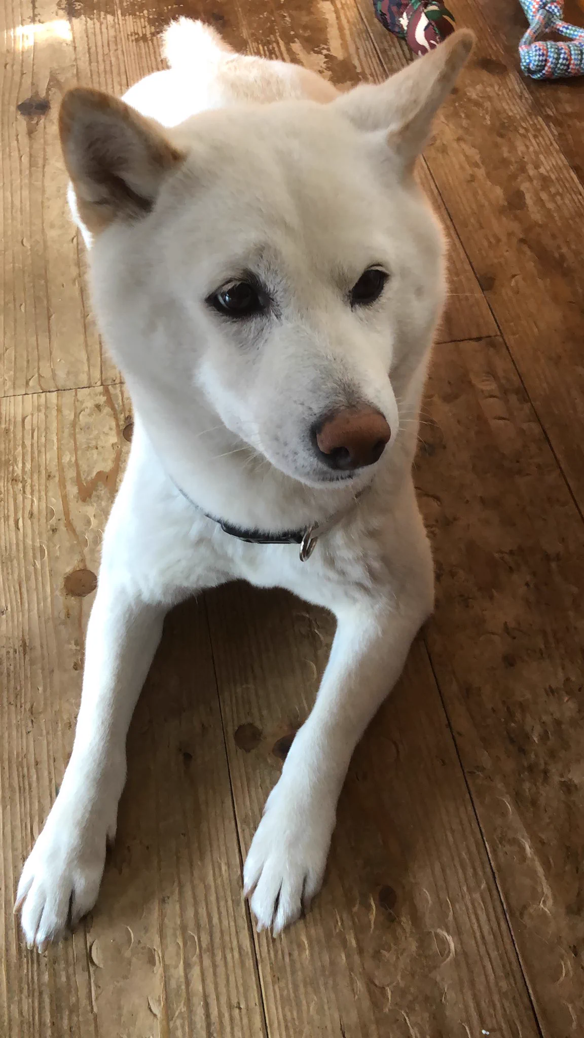 @__RENKO__ 可愛いぃ。
うちのとそっくり柴ちゃんですね。 