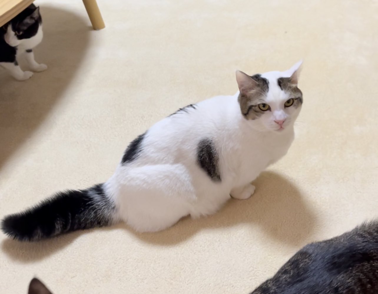 ひのき猫 尻尾が太いと小顔に見える豆大福です T Co Vgeptlu1p3 Twitter