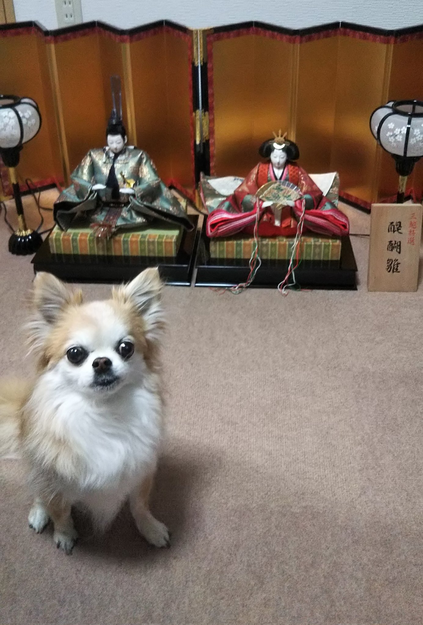 凛 チワワ Yoshikazuizumi Twitter