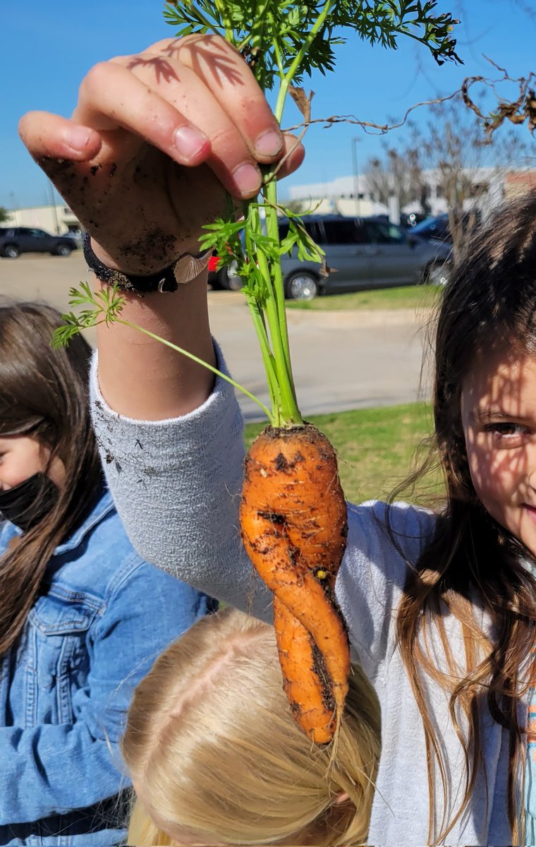 PackerRTGG (@packerrtgg) on Twitter photo No two students look alike and neither do carrots! <a href="/RobisonES/">Robison ES</a> second graders picked orange, red and yellow carrots in every shape & size on this beautiful Monday!
<a href="/readygrowgarden/">Ready to Grow Garden</a> <a href="/RobisonElemPTO/">Robison Elem PTO</a> <a href="/CFISDScience/">CFISD Science</a> No two students look alike and neither do carrots! <a href="/RobisonES/">Robison ES</a> second graders picked orange, red and yellow carrots in every shape & size on this beautiful Monday!
<a href="/readygrowgarden/">Ready to Grow Garden</a> <a href="/RobisonElemPTO/">Robison Elem PTO</a> <a href="/CFISDScience/">CFISD Science</a>