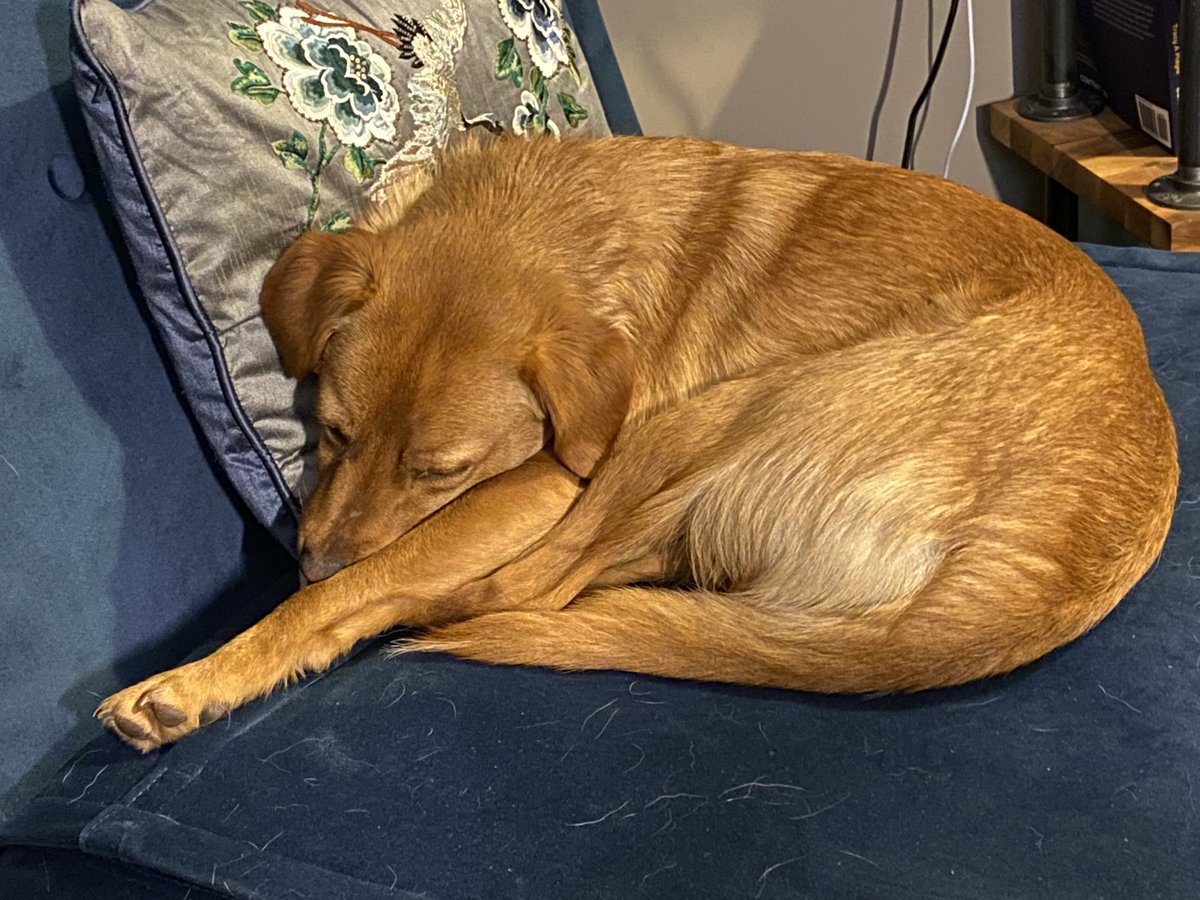 tracyplayle's tweet image. As much as they want to be learning about content ecosystem modelling with @scottkubie, Harper and Finn have been working #UtterlyContent with me for over 15 hours today and they’re dog tired now. Me too, pups. Me too.