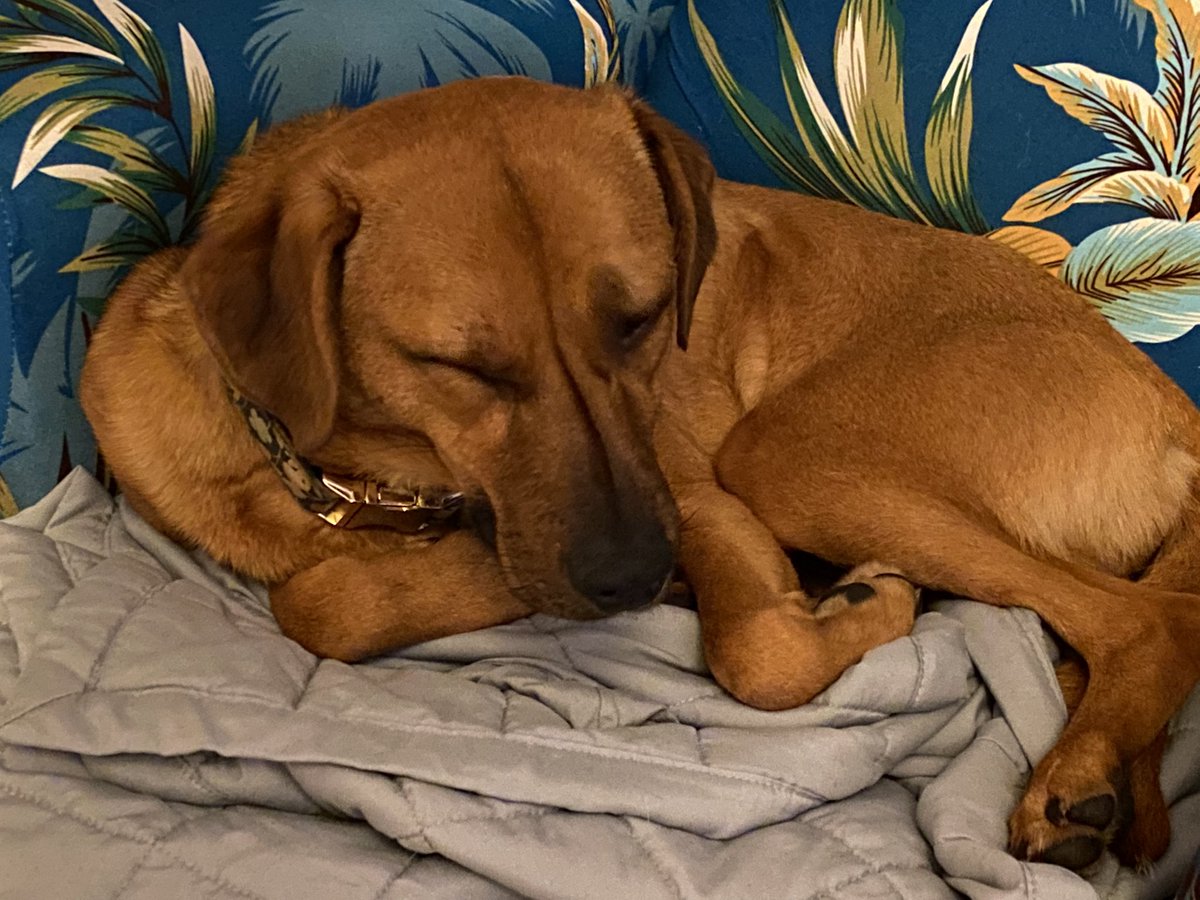 tracyplayle's tweet image. As much as they want to be learning about content ecosystem modelling with @scottkubie, Harper and Finn have been working #UtterlyContent with me for over 15 hours today and they’re dog tired now. Me too, pups. Me too.