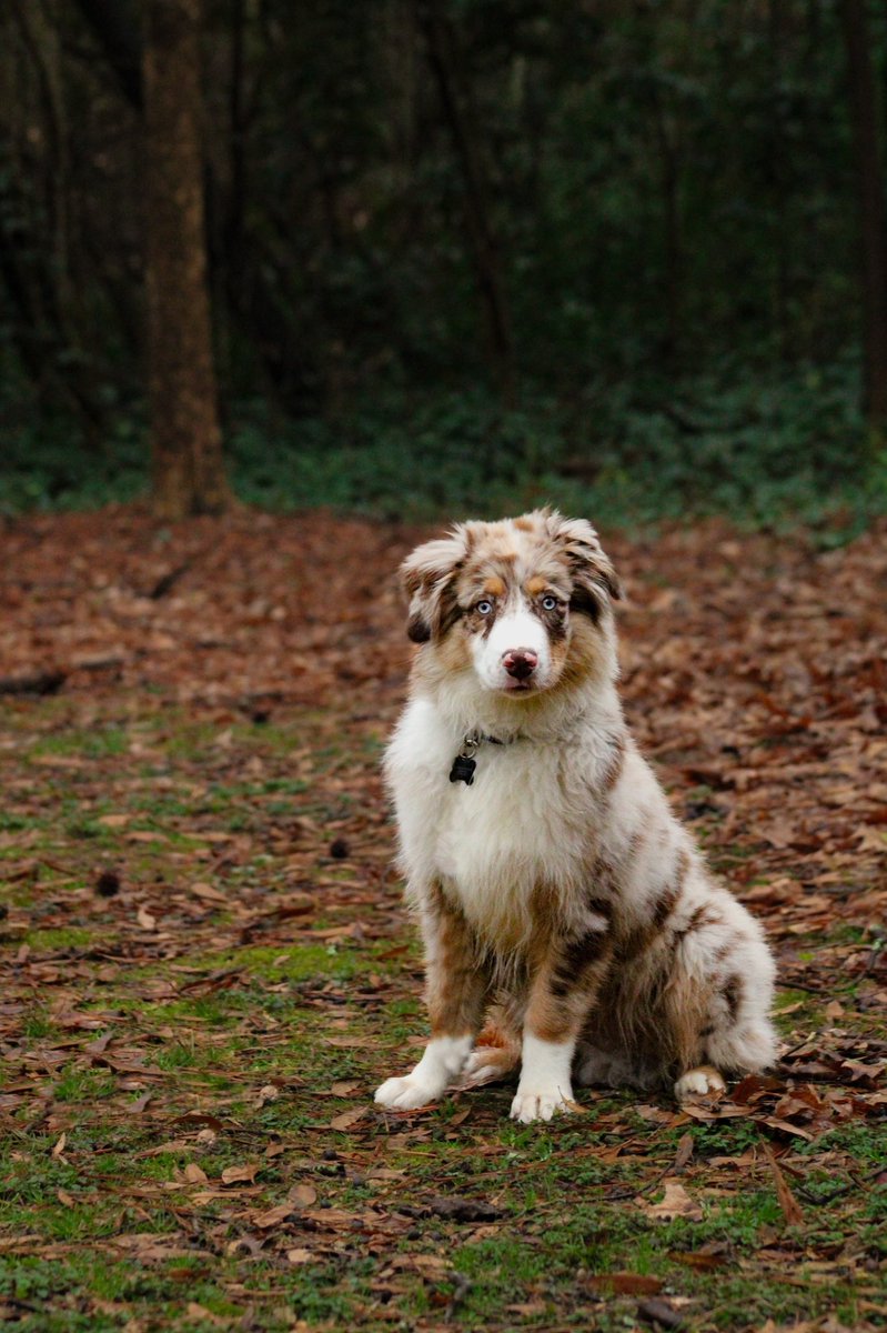 Grizzly Bear tweet media