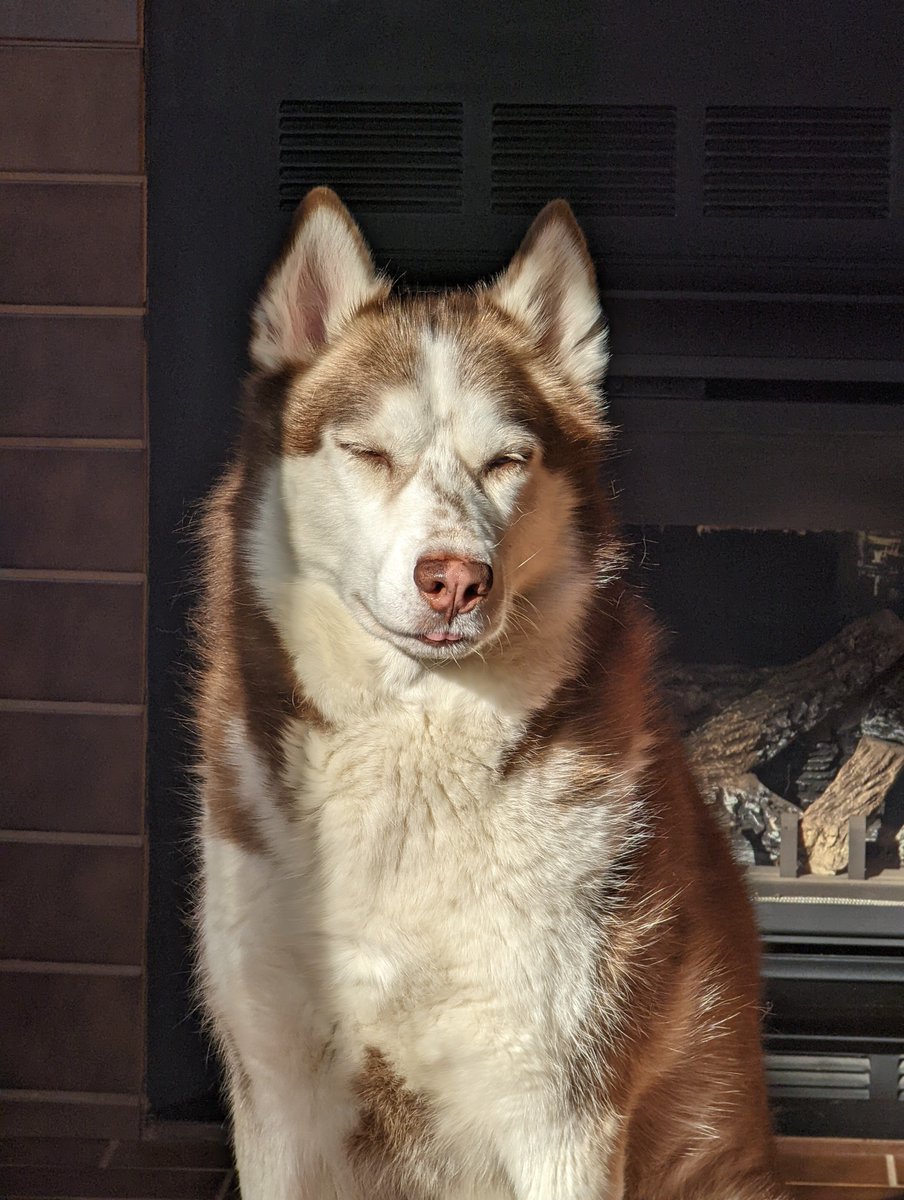 TartuOW's tweet photo. He was too lazy to move out of the sun https://t.co/VcJ7iHv2pf