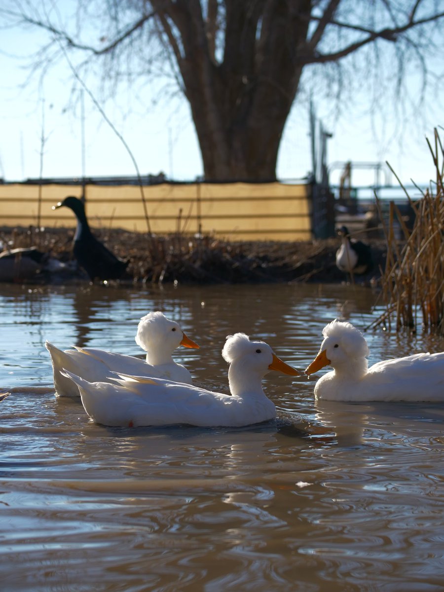 DuckFoodBot's tweet photo. retweets activate the duck feeder on the pond... this twitch livestream is the perfect place to unwind and breathe easy https://t.co/pTJuXhHBfC https://t.co/DMipUbWNlG